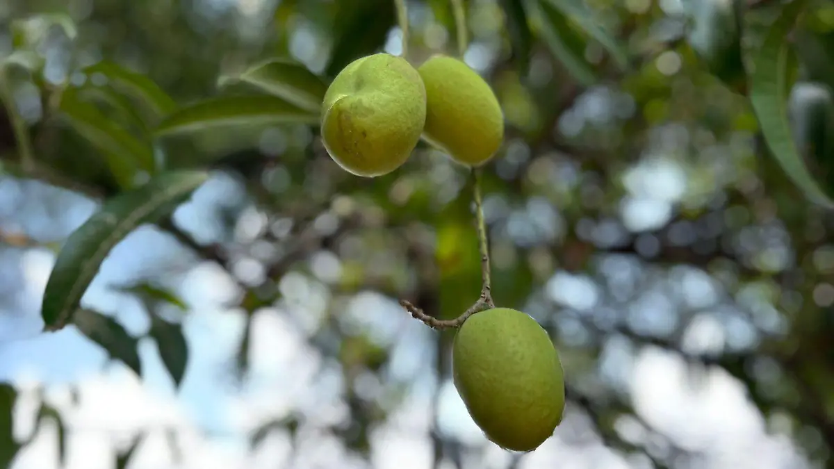 mangos en arbol